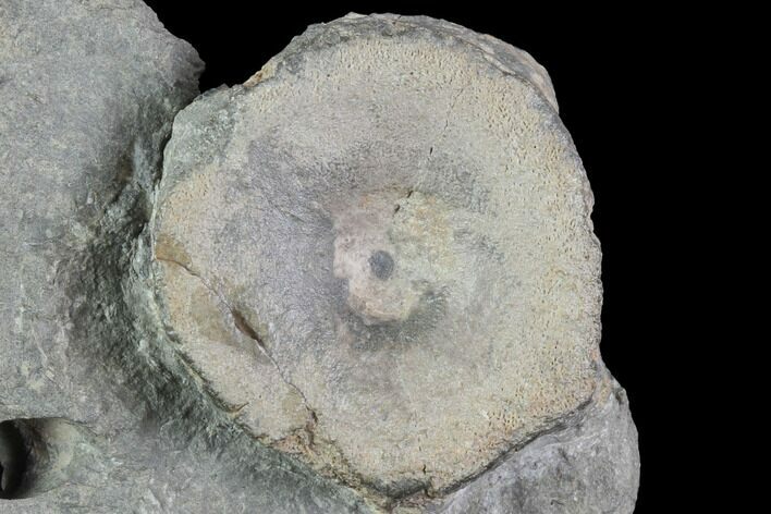 Ichthyosaur Vertebra in Rock - South Wales #86659